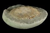 Fossil Crab (Trichopeltarion) Nodule (Pos/Neg) - New Zealand #129393-2